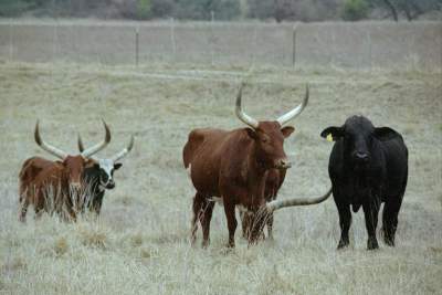TEXAS LONGHORN3.JPG